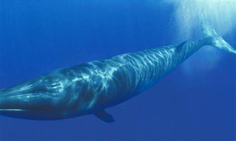 pene ballena azul|¿Cuál es el animal con el pene más grande y en qué ...